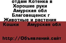 отдам Котенка в Хорошие руки - Амурская обл., Благовещенск г. Животные и растения » Кошки   . Амурская обл.